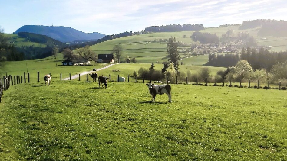 Jogging Wiedenberg-Runde, Passail - Touren-Impression #2.5 | © Oststeiermark Tourismus