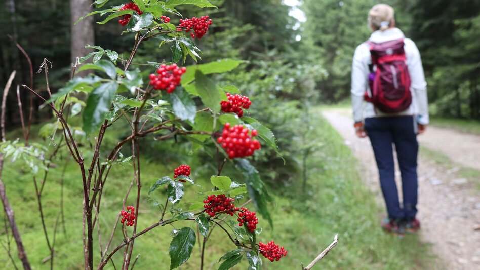 Hiking Route Strallegg circuit, Strallegg - Touren-Impression #2.7 | © Oststeiermark Tourismus