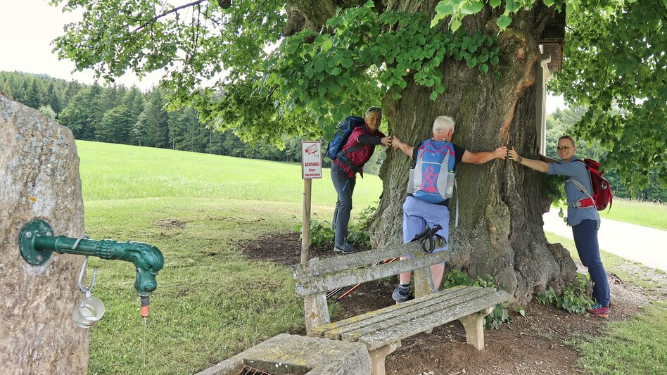 Hiking Route Wildwiesen round, Miesenbach - Touren-Impression #2.4 | © Oststeiermark Tourismus
