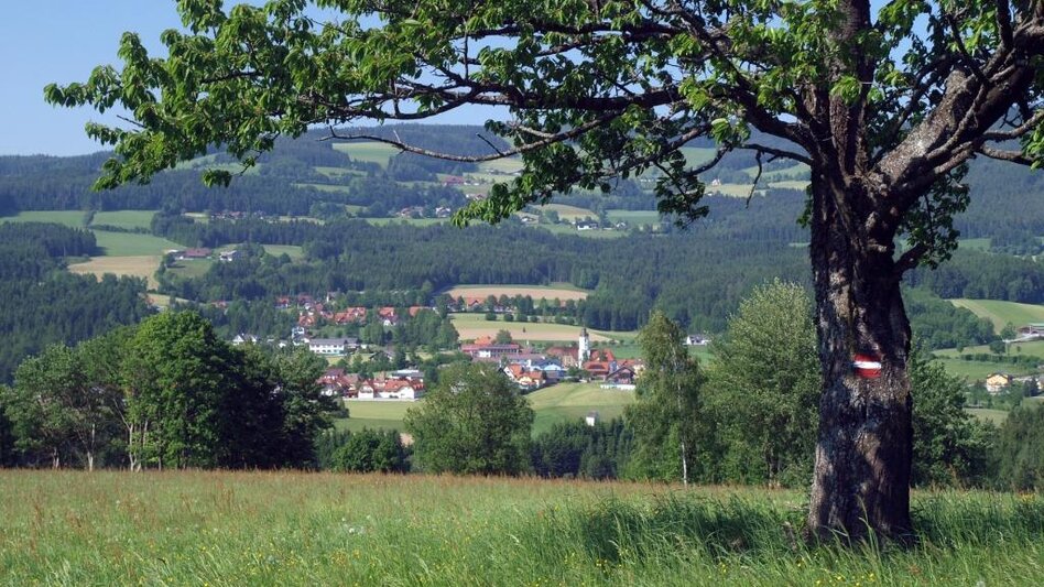 Hiking Route Wildwiesen round, Miesenbach - Touren-Impression #2.1 | © Fotogen