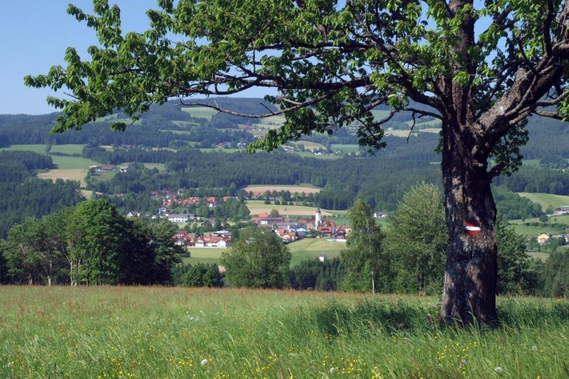 Hiking Route Wildwiesen round, Miesenbach - Touren-Impression #1 | © Fotogen