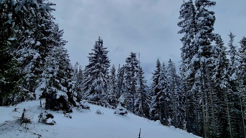 Hiking Route Peterbauernkogel – Hiking on Uncharted Paths - Touren-Impression #2.3 | © TV Hochsteiermark