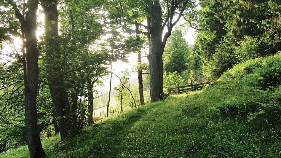 Hiking Route Untertal Valley Panoramic Tour - Touren-Impression #2.17 | © Gerhard Pilz