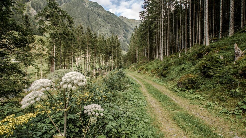 Wanderung Knappenweg - Touren-Impression #2.4 | © Tourismusverband Schladming