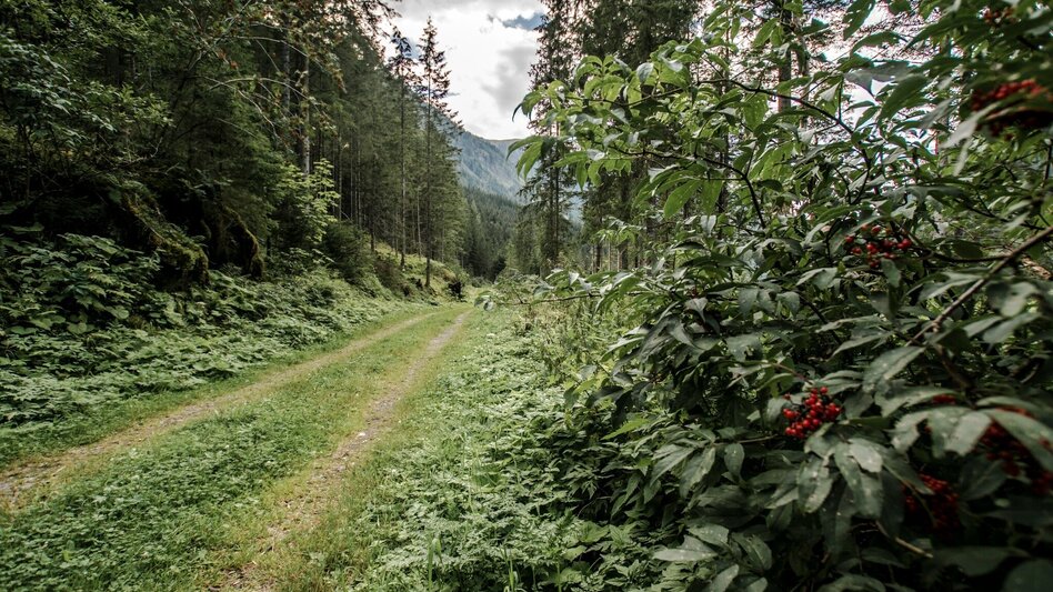 Wanderung Knappenweg - Touren-Impression #2.7 | © Erlebnisregion Schladming-Dachstein