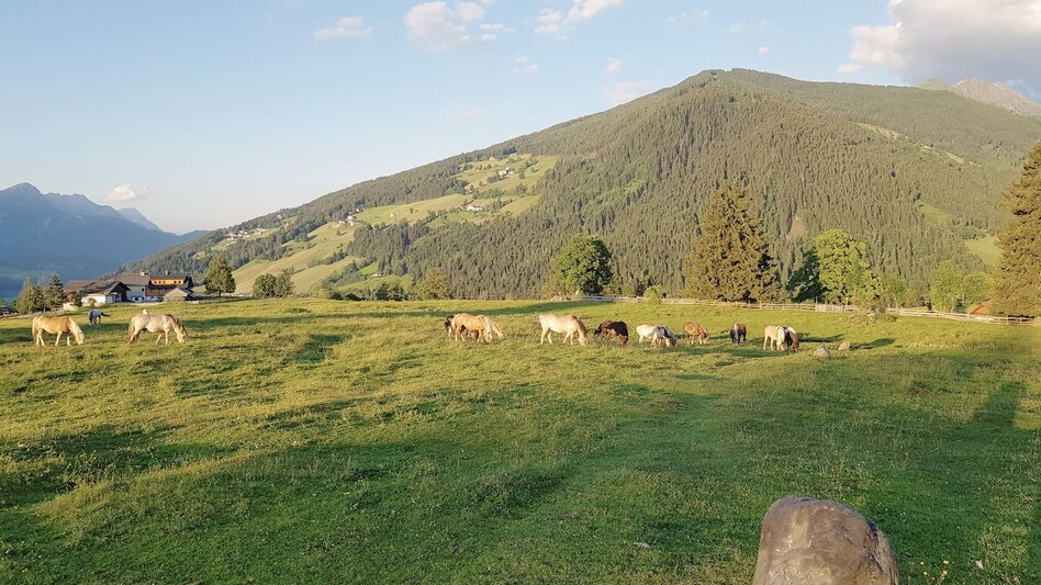 Familienwanderwege Weiderunde Rohrmoos - Touren-Impression #2.5 | © Gerhard Pilz