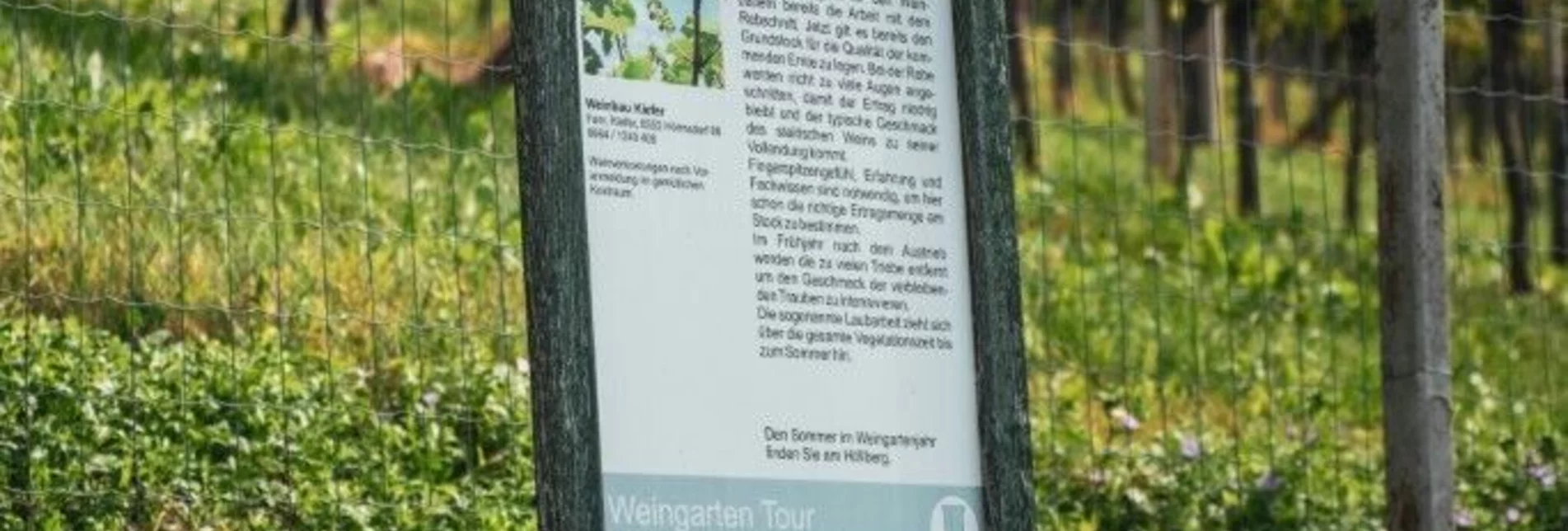 Wanderung Weingarten Tour – Tour 34 lt. WK „Von der Alm zum Wein“ - Touren-Impression #1 | © Südsteiermark