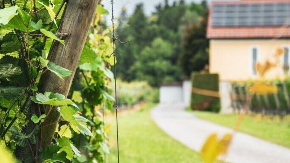 Hiking Route Vineyard Tour - Touren-Impression #2.4 | © TV Südsteiermark/Silvan