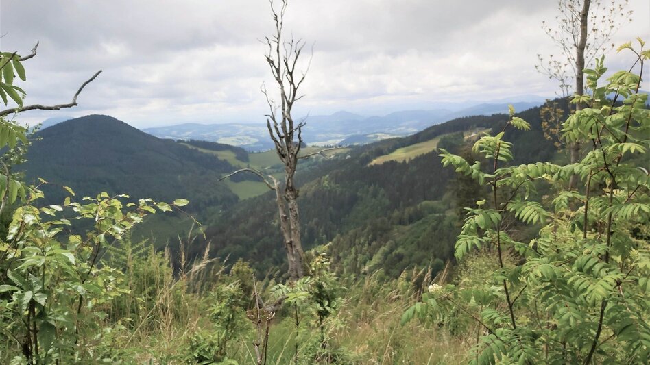 Wanderung Brandlucken-Anger über den Zetz - Touren-Impression #2.4 | © Oststeiermark Tourismus