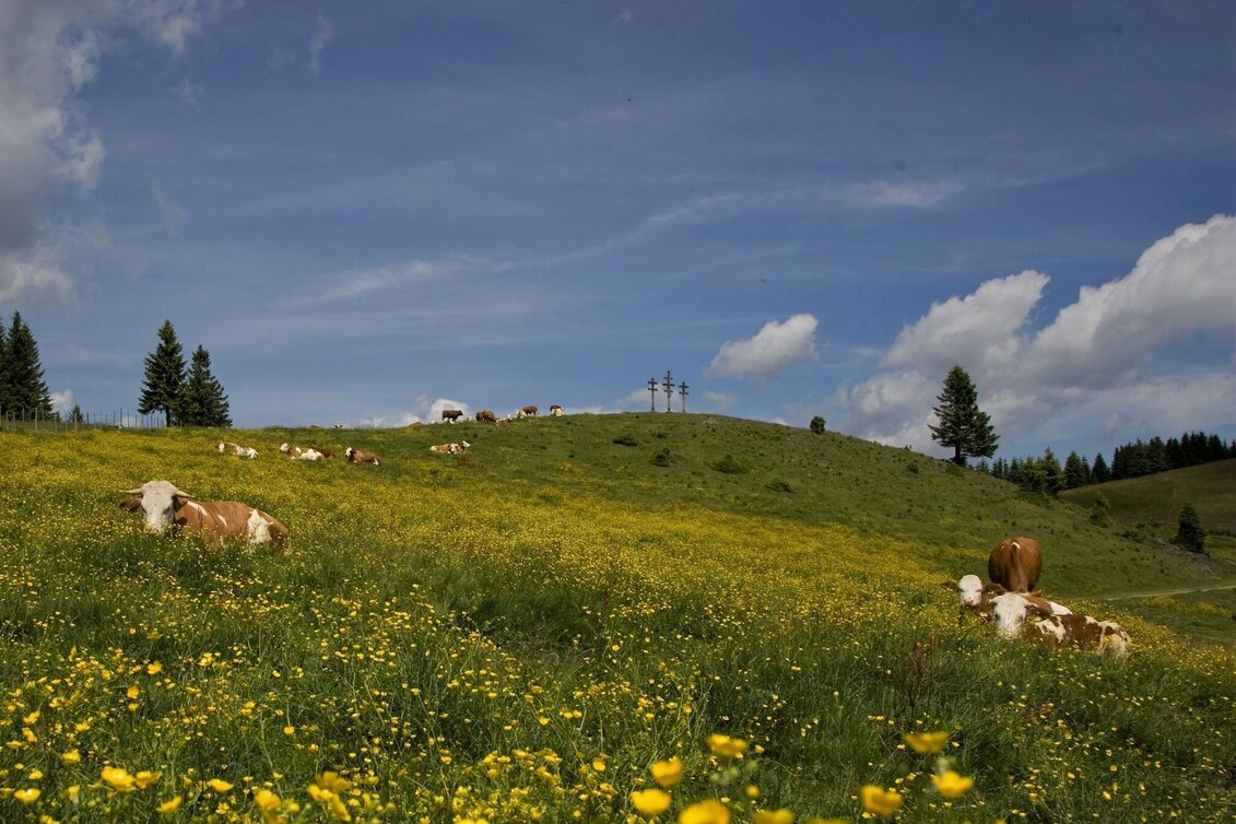 Wanderung Große Almwanderung von Passail - Touren-Impression #1 | © Oststeiermark Tourismus