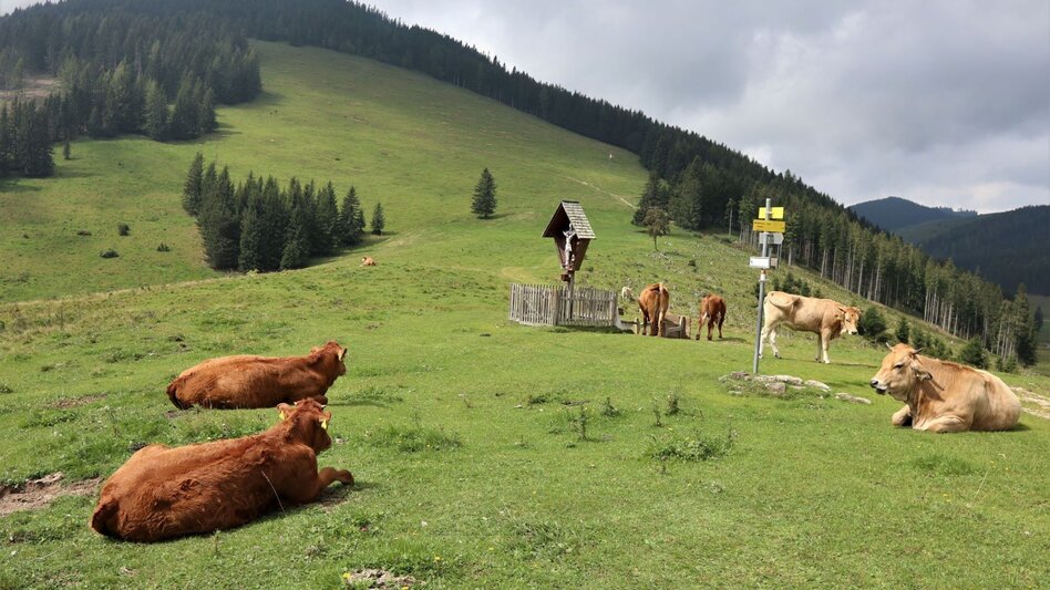 Wanderung Große Almwanderung von Passail - Touren-Impression #2.5 | © Oststeiermark Tourismus