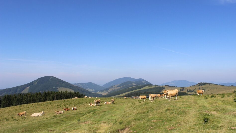 Wanderung Bergbauernrunde Gasen - Touren-Impression #2.8 | © Oststeiermark Tourismus