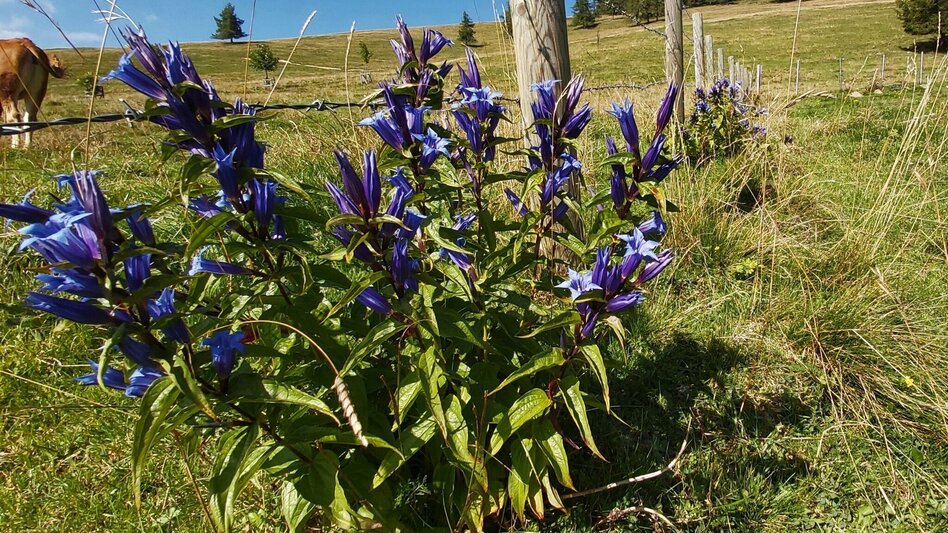Wanderung Heulantsch-Runde, Teichalm - Touren-Impression #2.5 | © Oststeiermark Tourismus
