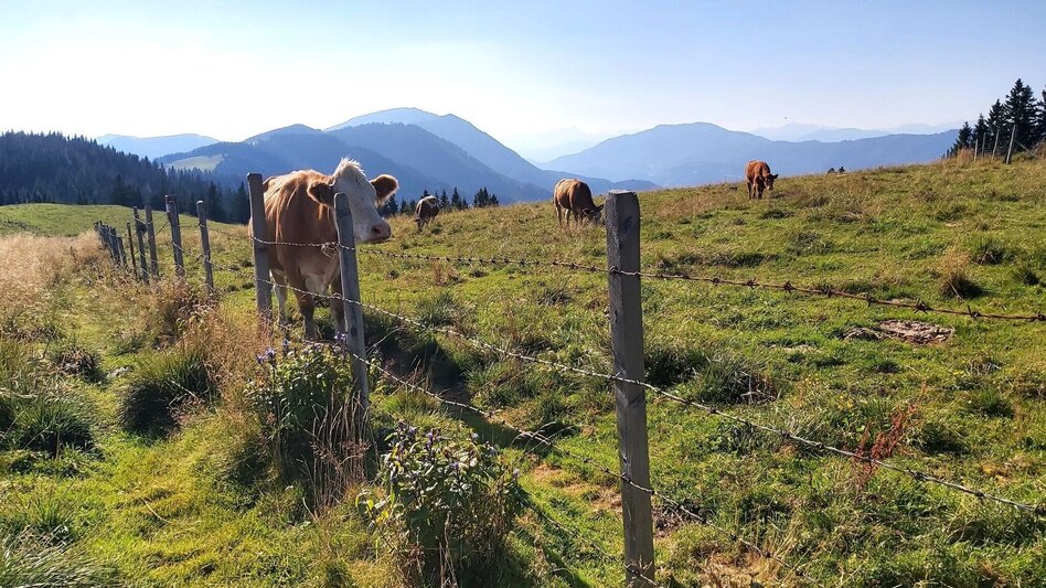Wanderung Heulantsch-Runde, Teichalm - Touren-Impression #2.6 | © Oststeiermark Tourismus