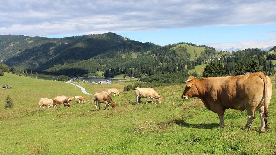 Wanderung Osser-Runde, Teichalm - Touren-Impression #2.6 | © Oststeiermark Tourismus