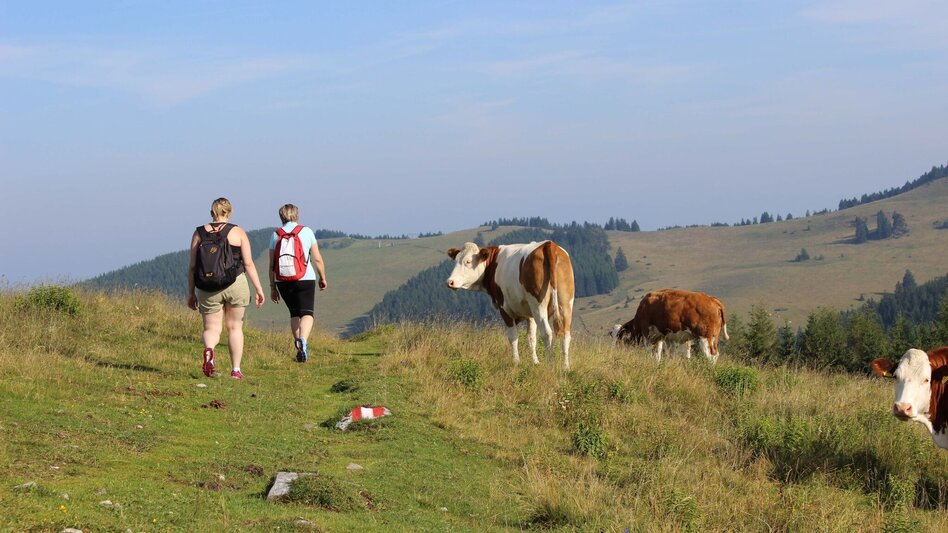 Wanderung Almenland-Wanderweg, Teichalm - Touren-Impression #2.4 | © Oststeiermark Tourismus
