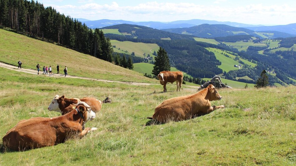 Wanderung Almenland-Wanderweg, Teichalm - Touren-Impression #2.5 | © Oststeiermark Tourismus