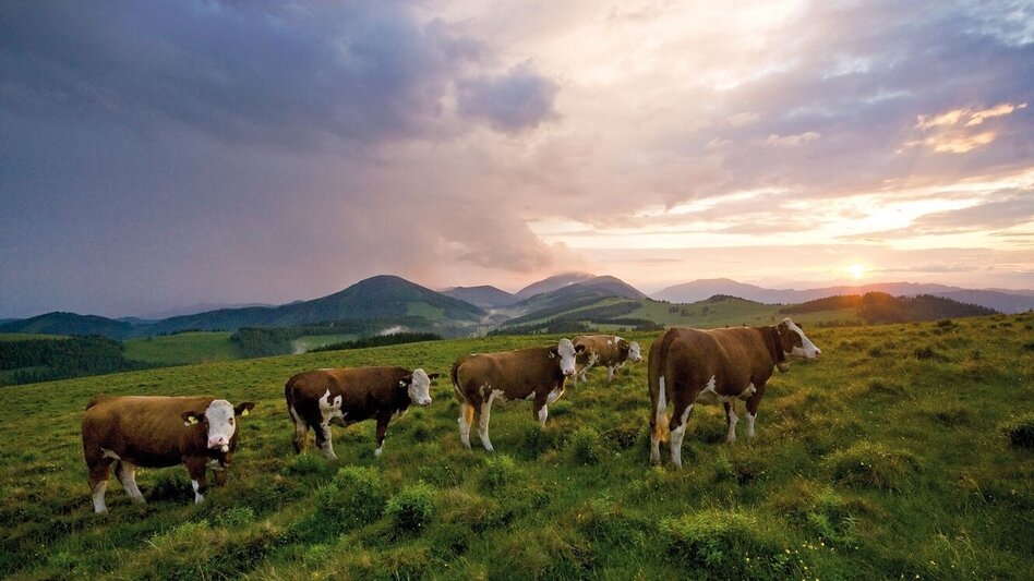 Wanderung Almenland-Wanderweg, Teichalm - Touren-Impression #2.9 | © Oststeiermark Tourismus
