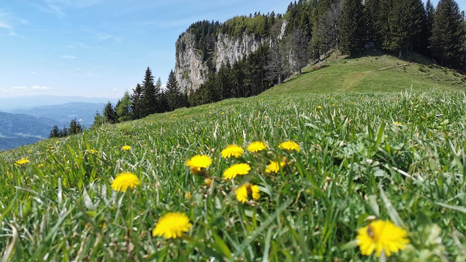 Hiking Route Rote Wand with Tyrnauer Alm - Touren-Impression #2.5 | © Oststeiermark Tourismus