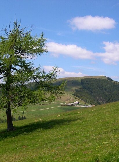 Sommeralm | © Oststeiermark Tourismus | Christine Pollhammer | © Oststeiermark Tourismus