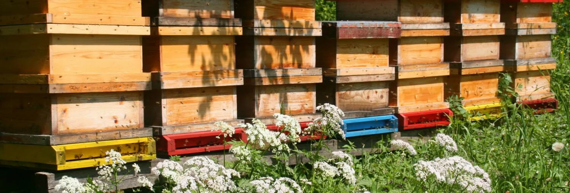 Themen- und Lehrpfad Wald- und Bienenlehrpfad, Passail - Touren-Impression #1 | © Oststeiermark Tourismus
