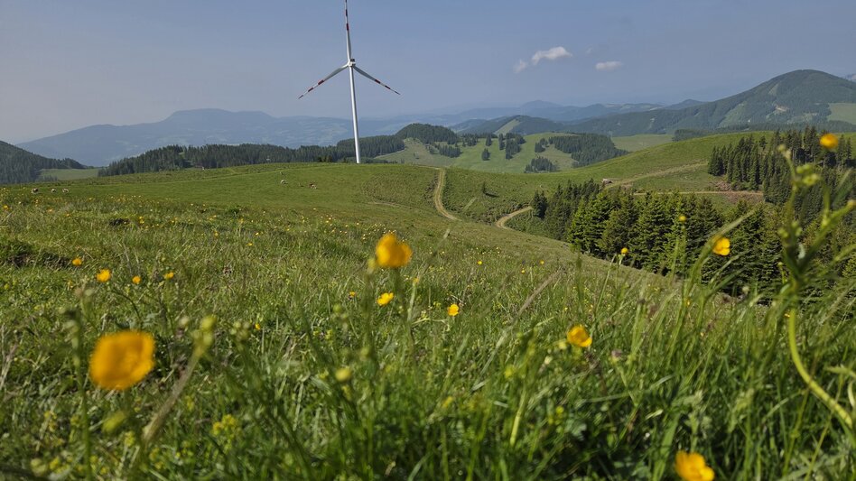 Hiking Route Plankogel - Round trip, Sommeralm - Touren-Impression #2.3 | © Oststeiermark Tourismus