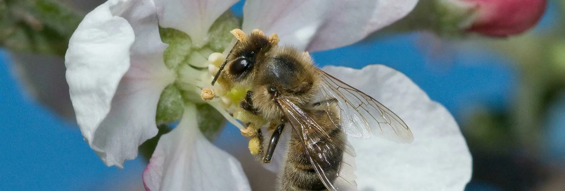Themen- und Lehrpfad Erlebnisweg Honigbiene, Anger bei Weiz - Touren-Impression #1 | © Tourismusverband Oststeiermark