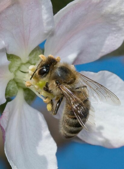 Bee in an apple blossom_Anger_Eastern Styria | © Oststeiermark Tourismus | Ewald Neffe | © Oststeiermark Tourismus