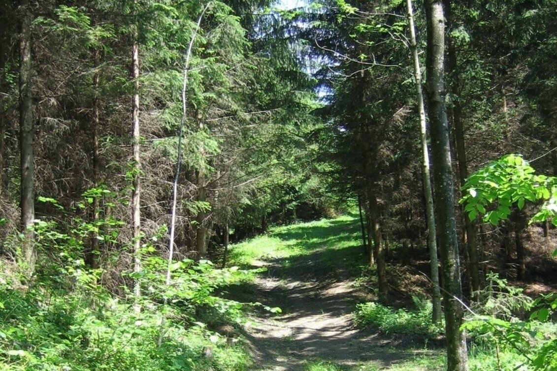 Wanderung Mariazellerweg zur Brandlucken - Touren-Impression #1 | © Oststeiermark Tourismus