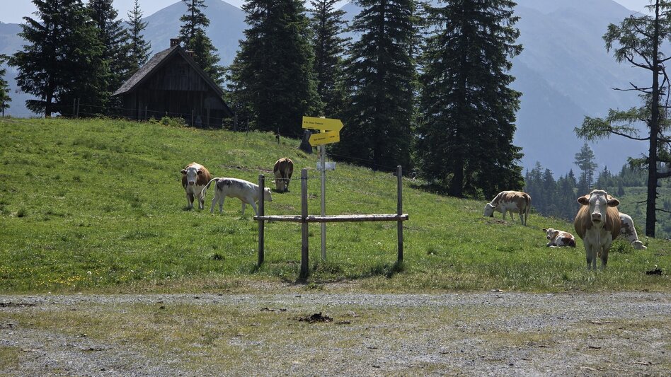 Wanderung Hasensattel - Himmlisches Platzerl 5 - Touren-Impression #2.6 | © Marlene Zandl