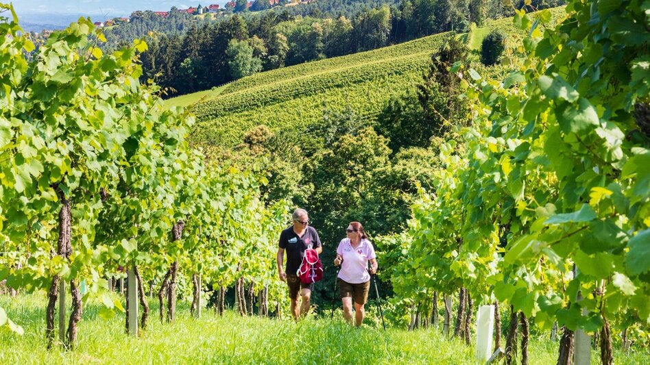 Hiking Route Genuss-Schilchern DA - Gundersdorf - Touren-Impression #2.1 | © TVB Südsteiermark/Foto Augenblick