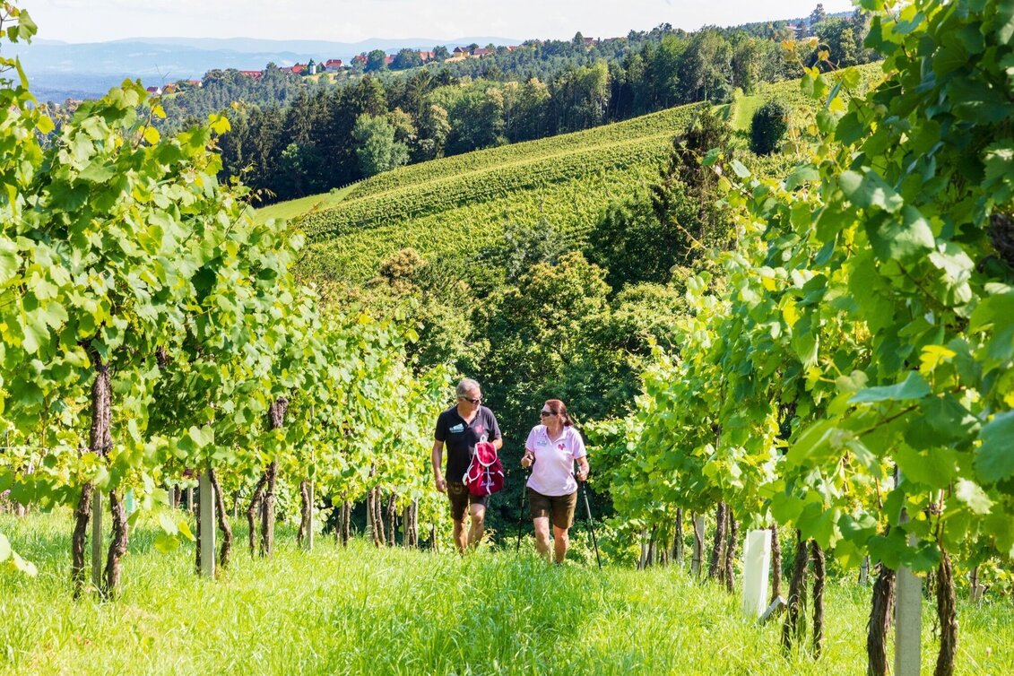 Hiking Route Genuss-Schilchern DA - Gundersdorf - Touren-Impression #1 | © TVB Südsteiermark/Foto Augenblick