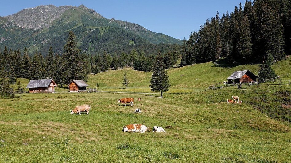 Wanderung Hölleralm - Himmlisches Platzerl 6 - Touren-Impression #2.2 | © Erlebnisregion Murtal