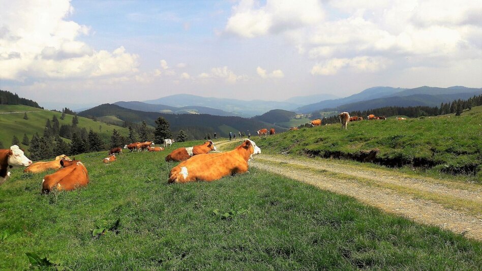 Cycling Ochsentour Teichalm - Sommeralm - Touren-Impression #2.1 | © Oststeiermark Tourismus