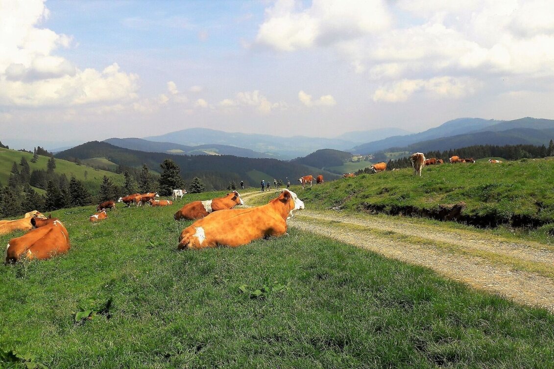 Cycling Ochsentour Teichalm - Sommeralm - Touren-Impression #1 | © Oststeiermark Tourismus