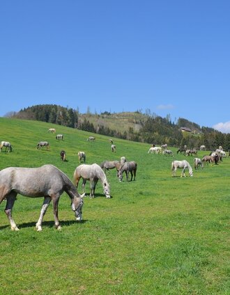 Stuten am Reinthalerhof | SRS-Lipizzanergestüt Piber GöR | © Region Graz