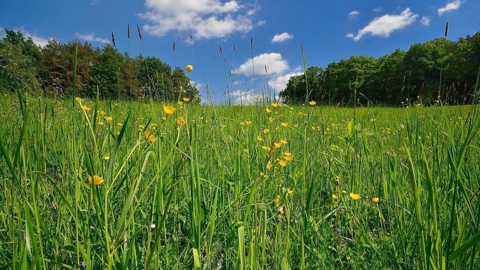 Hiking Route Pleasure trail, Anger bei Weiz - Touren-Impression #2.3 | © Oststeiermark Tourismus