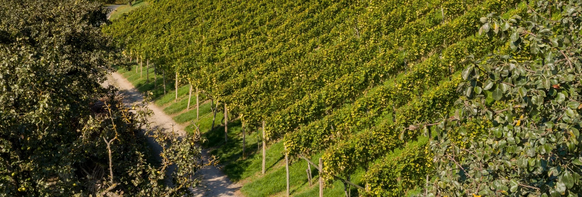 Nature Trail Eastern Styrian Roman Wine Route - Touren-Impression #1 | © Oststeiermark Tourismus