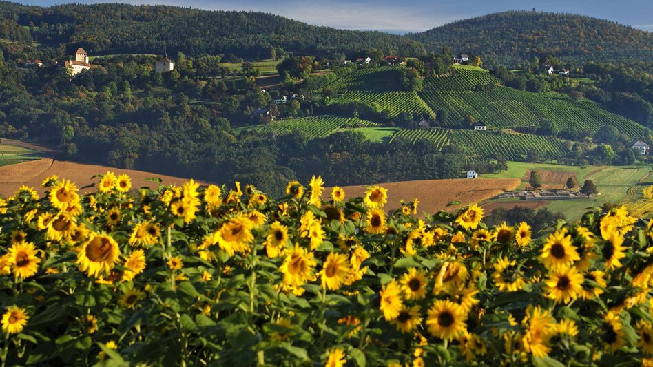 Panoramic Tours/Themed Routes Eastern Styrian Roman Wine Route - Touren-Impression #2.15 | © TVB Hartbergerland, Bernhard Bergmann