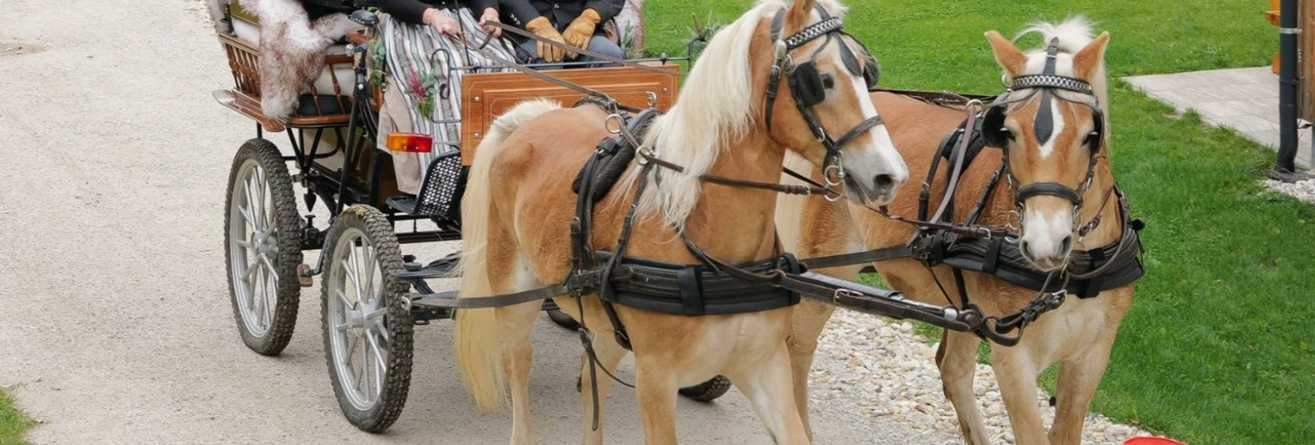 Horse Carriage Ride 4D Arch Cinema Zloam - Touren-Impression #1 | © Tourismusverband Ausseerland
