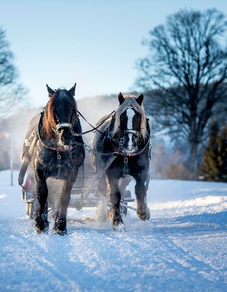 Horse-drawn sleigh ride in the snow | Tom Lamm | © Erlebnisregion Schladming-Dachstein