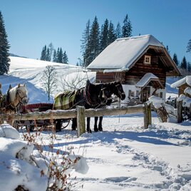 Horse-drawn sleigh on the Leitenrunde | © Erlebnisregion Schladming-Dachstein