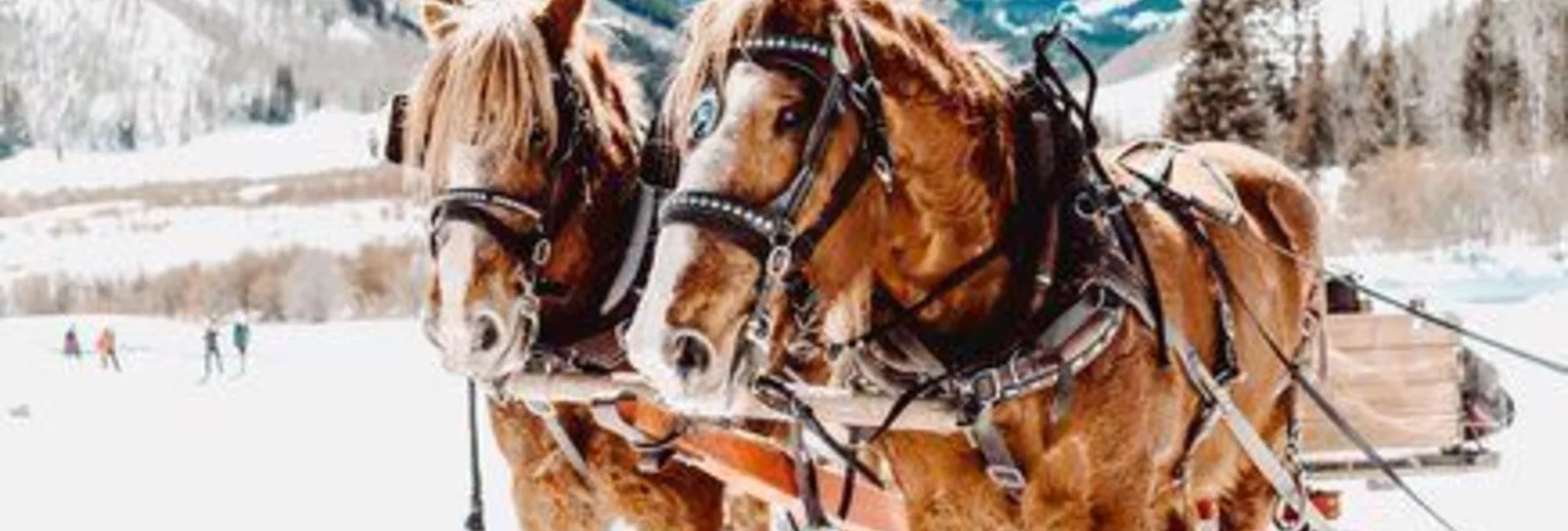 Horse Carriage Ride Horse Drawn Sleigh Rides Goglhof - Touren-Impression #1