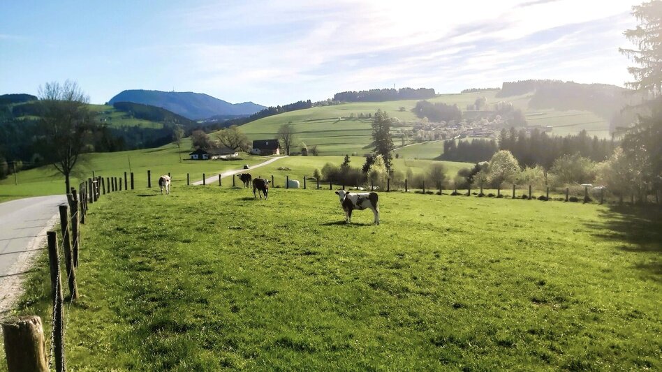 Jogging Hundsberg-Runde, Passail - Touren-Impression #2.2 | © Oststeiermark Tourismus