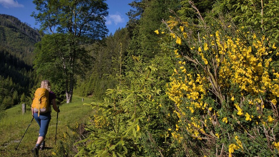 Hiking Route Feistererhorn - Touren-Impression #2.4 | © Weges OG
