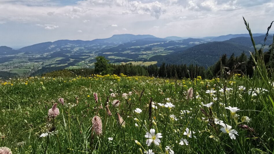 Wanderung Nechnitz-Runde über Holzskulpturenweg, Nechnitz - Touren-Impression #2.5 | © Oststeiermark Tourismus