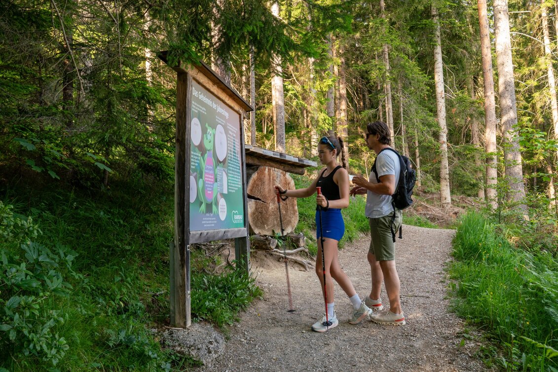 Wanderung Kinderwagenrundweg Sattelberg - Touren-Impression #1 | © Christine Höflehner