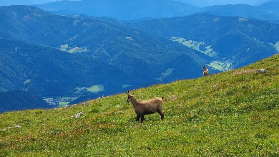 Long-Distance Hiking Trail Schneealm – Rax Crossing in the Mürzer Oberland Nature Park - Touren-Impression #2.4 | © TV Hochsteiermark