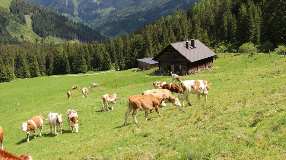 Wanderung Auf die Kälberalm - Himmlisches Platzerl 4 - Touren-Impression #2.1 | © Bauernhof Braun