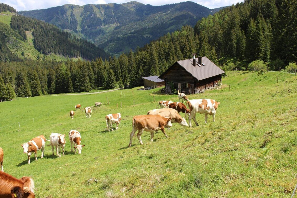 Wanderung Auf die Kälberalm - Himmlisches Platzerl 4 - Touren-Impression #1 | © Bauernhof Braun